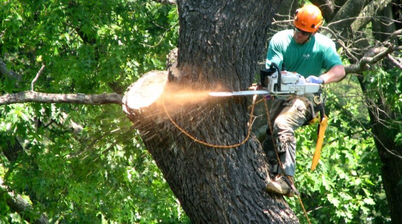 Tree service Hillsborough County